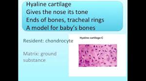 Connective Tissue Song Science For Kids Teaching Materials Study Help