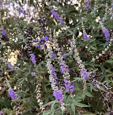 Image result for Vitex franceseana