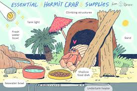 Hermit crab homes hermit crab tank hermit crabs hermit crab habitat crabby patties coconut crab bearded dragon cage crab house to spoil. How To Set Up A Sand Tank For Pet Hermit Crab