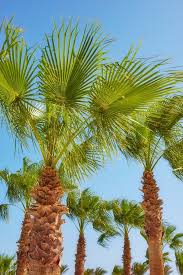 Image result for Hyphaene