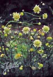 Image result for Cephalaria
