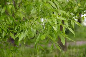 Check spelling or type a new query. How To Care For Green Ash Trees Fraxinus Pennsylvanica