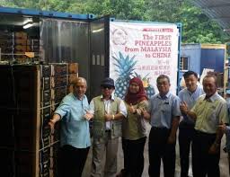 Check spelling or type a new query. Anim Agro Technology Eksport Nanas Pertama Ke China