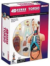 This diagram depicts human heart anatomy for kids 744×991 with parts and labels. Amazon Com 4d Puzzle Body Torso 32pcs Human Anatomy 3d Study Model Tool Toy New Health Personal Care