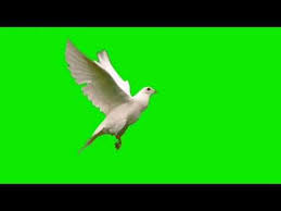 Burung Merpati Green Screen Effects Birds Flying Green Screen Effects Youtube In 2021 Birds Flying Greenscreen Green Screen Effects
