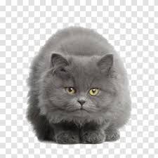 She'll follow you around and even ride on your shoulder. British Shorthair American Russian Blue European Kitten Persian Tummy Gray Transparent Png