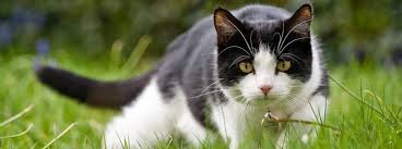Some cat owners feel it is natural for cats to play outdoors. Outdoor Cats Pros Cons Of Outdoor Life Purina