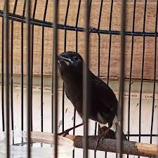 80 jenis gambar burung decu paling keren.suara kicau88 5 months ago. Burung Decu Wulung Burung Decu Adalah Salah Satu Burng Dari Jenis Pengicau Zedd Wallpaper