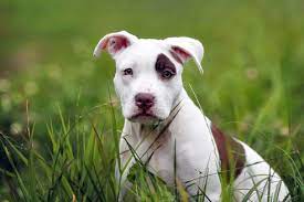 See more of american pitbull terrier on facebook. American Pit Bull Terrier 2020 Charakter Wesen Hunde Fan De