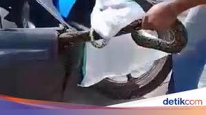 Kehadiran haiwan berbisa seperti ular adalah sesuatu yang amat ditakuti. Hati Hati Ini Penyebab Ular Masuk Ke Motor