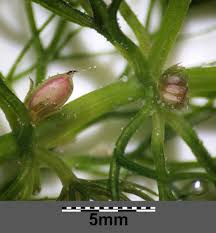 Image result for Ceratophyllum submersum