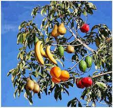Types of fruits are described and defined elsewhere, but. Dr Zalka Csenge Virag On Twitter Guyanese Myth Originally There Was One Tree That Grew All Fruit Vegetables Tapir Tried To Keep It To Himself When Animals Finally Found Out They