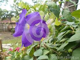 Pin On Plants
