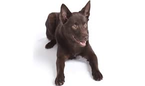 The australian kelpie is a strong breed with a broad head which is home to a chiselled muzzle and a nose whose colour depends on the colour of the coat. Australian Kelpie Breeders Australia Australian Kelpie Info Puppies