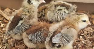 We did not find results for: Skip The Bag Ameraucana Chickens