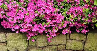 This is ideal for the minnesota climate. How To Grow And Care For Azaleas
