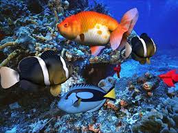 Google Image Result For Http Www Softsia Com Screenshots Free 3d Aqua Screens Free Moving Wallpapers Animated Screensavers Live Fish Wallpaper