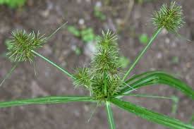 Image result for Cyperus cyperoides