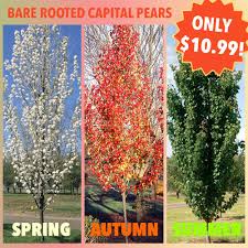 Pyrus calleryana is popularly known as the ornamental pear tree and is different from the edible sort of pears. Facebook