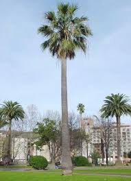 I brought 2 washingtonia robusta or mexican fan palms, and one pot had two growing in one, so i in so doing the palm can regulate its own water needs. Pin By Kathy L On Palms Cycads Street Trees California Palm Trees Beautiful Tree