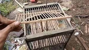 Kuning telur dicampur madu, lalu diaduk hingga mengental. Cara Membuat Kandang Jebakan Burung Tentang Kolam Kandang Ternak