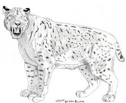Signup to get the inside scoop from our monthly newsletters. Smilodon Populator Drawing 2 Smilodon Prehistoric Wildlife Prehistoric Animals