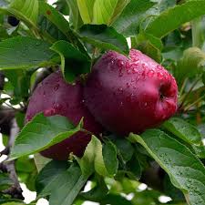 I've seen this type of tree in various places and in various sizes throughout vancouver, washington, and i'm curious about its id. Red Delicious Apple Tree Appred05g The Home Depot Red Delicious Apples Fruit Apple Tree