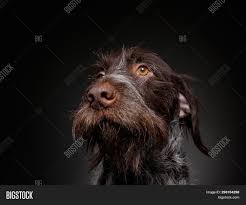 The man who dreamed him up, e. Wire Haired Griffon Image Photo Free Trial Bigstock