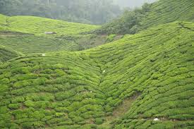 The cameron highlands is a district in pahang, malaysia, occupying an area of 712.18 square kilometres (274.97 sq mi). Boh Tea Plantation Tanah Tinggi Cameron Cameron Highlands Pahang Malaysia Mapio Net
