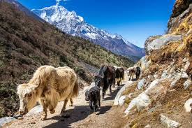 Image result for yak