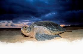 The ascension, the bodily ascending of christ from earth to heaven. Ascension Island Cruises Travel To Ascension Island