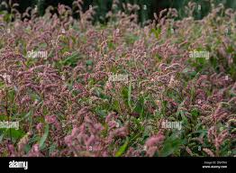 Image result for Setaria longiseta