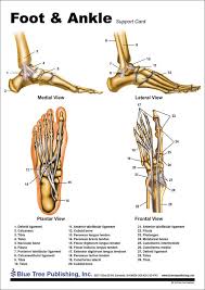Foot and Ankle Anatomical Chart