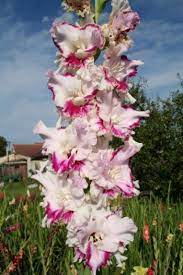 Art Show Gladiolus Flower Flower Aesthetic Beautiful Flowers
