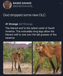 Life 2 Dropping Next Week In 2020 Cute Funny Animals Funny Animals Animal Facts
