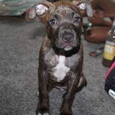 Loving and loyal, these dogs dance on their owners just like any other dog. Brindle Pitbull Dogs A Definitive Guide To The Striped Pittie American Bully Daily