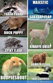 Special Doggo Funsubstance Funny Animal Names Funny Animal Jokes Funny Animal Memes
