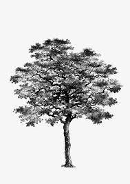 Tree Trees Black And White Tree Drawing Simple Black Tree Png