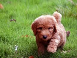 Our town is a small boating and farming community within an hour of the outer banks. Mini Goldendoodle Puppies Nc Mini Goldendoodle