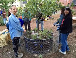 Dec 15, 2018 · because fruit trees are generally permanent plantings, a somewhat durable mulch that rarely needs attention or replenishing may be a better choice. Preparing Fruit Trees For Winter In Five Easy Steps