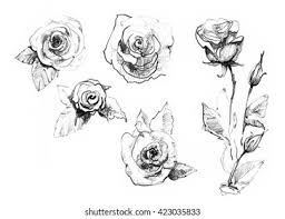 Jul 27, 2021 · here's is a growing and carefully picked collection of the latest, newest, and full free realistic logo mockup templates you shouldn't miss. Rose Set Realistic Pencil Drawn Rose Stock Illustration 423035833