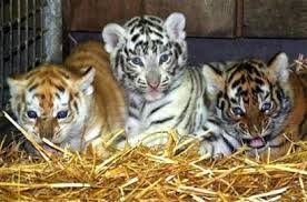 Tigers Are The Largest Member Of The Cat Family Bengal Tigers Bengal Tiger Facts Bengal Tiger Tiger Pictures