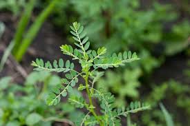 Image result for Phyllanthus udoricola