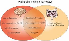 His birthday, what he did before fame, his family life, fun trivia facts, popularity rankings, and more. Frontiers Molecular Communication Between Neuronal Networks And Intestinal Epithelial Cells In Gut Inflammation And Parkinson S Disease Medicine