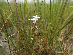 Image result for Brachycorythis