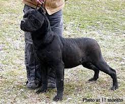 Pin By Fee K Mobe On Cane Corso Cane Corso Puppies Cane Corso Cane Corso Mastiff