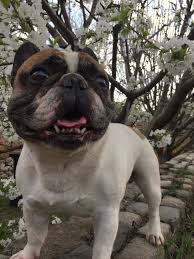 Rescue does not mean broken, it means the dog has been let down by humans. French Bulldog Puppies For Sale Wisconsin 2021 At Puppies Www Addlab Aalto Fi
