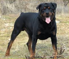 Mimpi anjing kuning ini ada kaitan dengan seseorang yang mengamalkan ilmu hitam. Kandang Anjing Anjing Hitam Besar