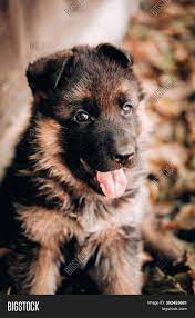 Check spelling or type a new query. Cute Black Red German Image Photo Free Trial Bigstock
