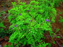 Image result for Tephrosia aequilata